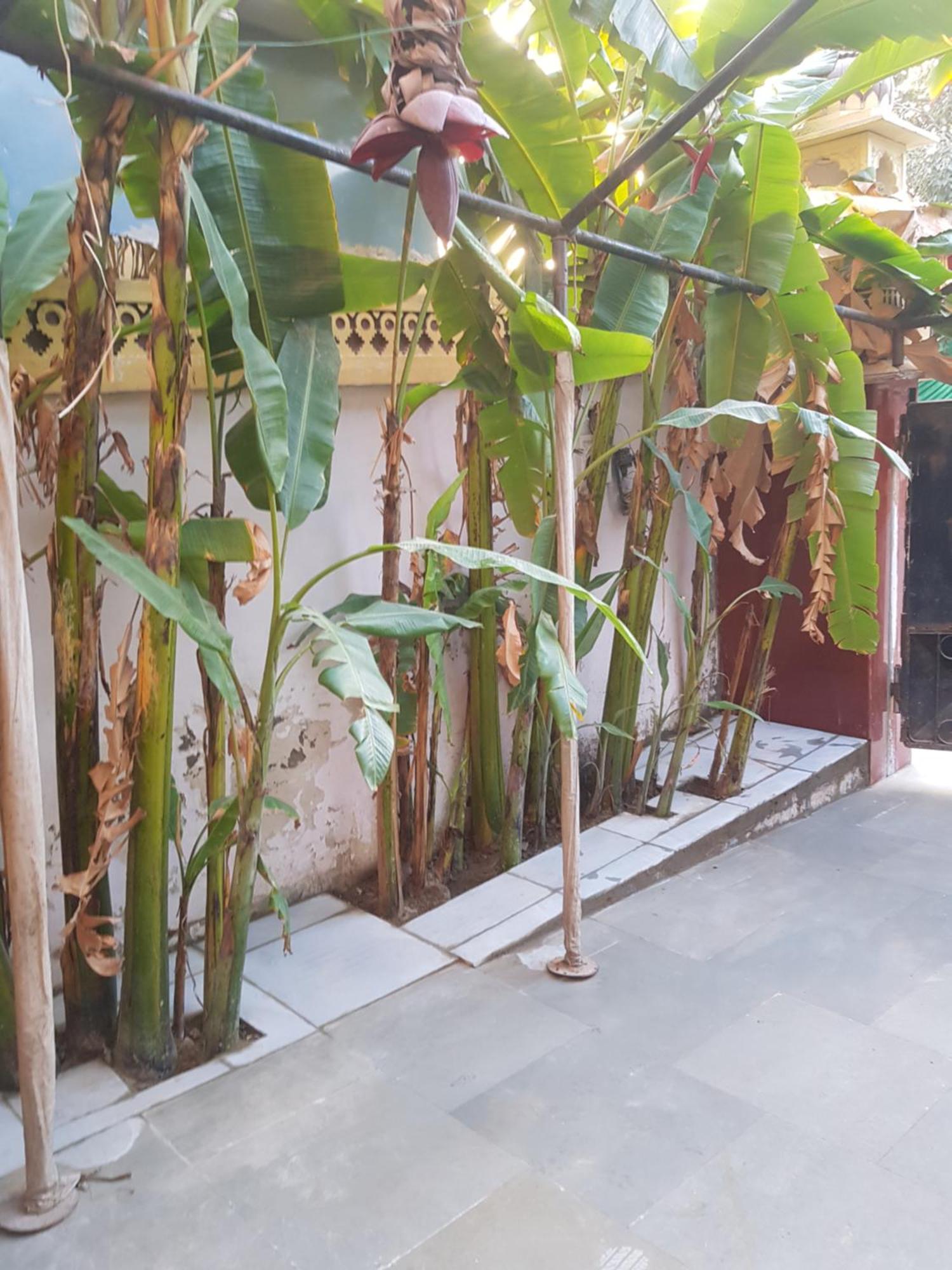 Sureli Haveli Lägenhet Jaipur Rum bild